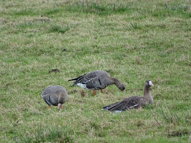 到足球的无 到足球的无